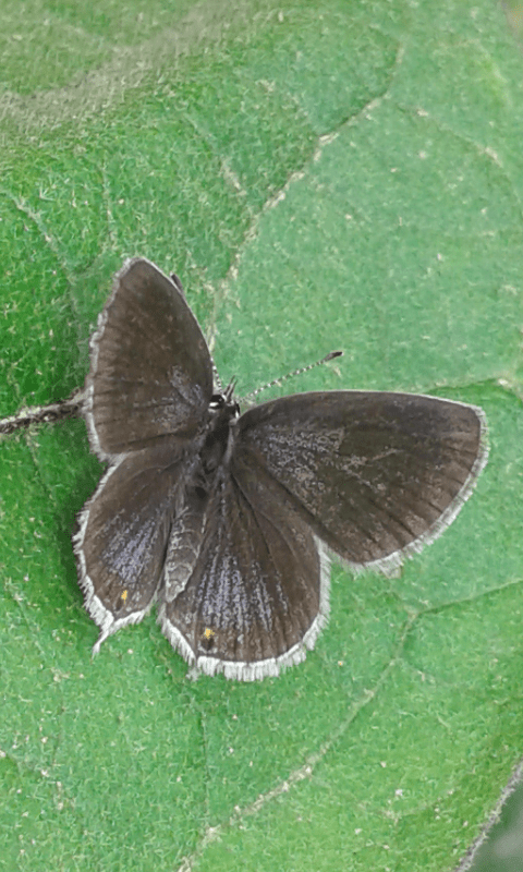 Cupido argiades (Lycaenidae), femmina? S